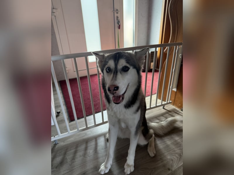 Wunderschöne Husky Hündin