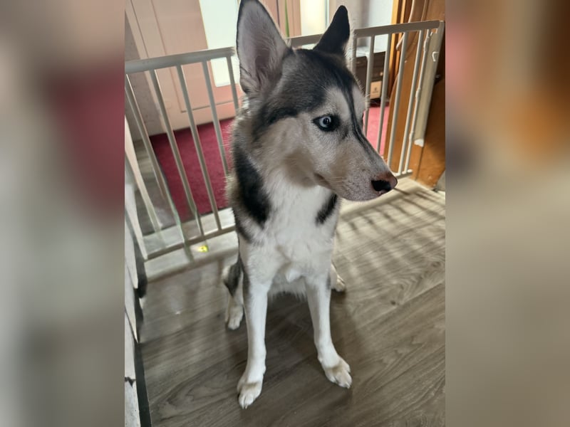 Wunderschöne Husky Hündin