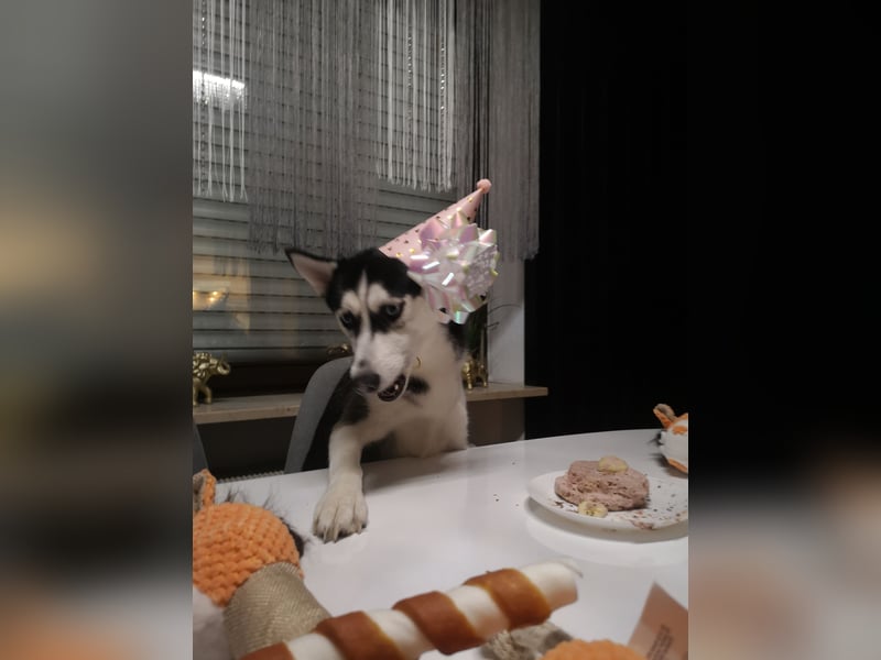 Luna und Shadow suchen dringend ein neues Zuhause