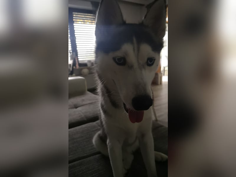Luna und Shadow suchen dringend ein neues Zuhause
