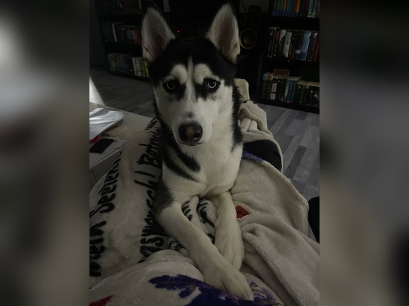 Luna und Shadow suchen dringend ein neues Zuhause