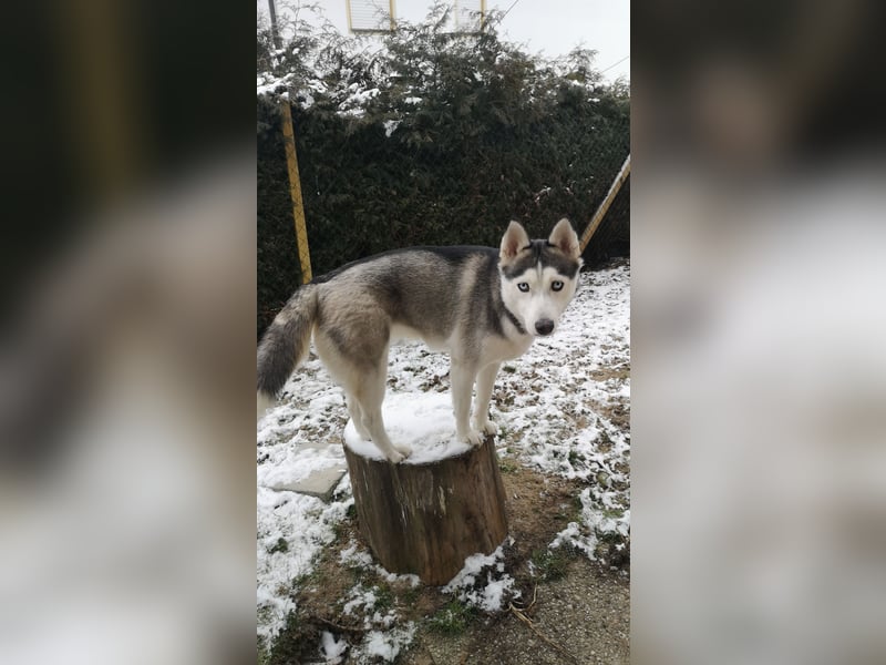 Luna und Shadow suchen dringend ein neues Zuhause