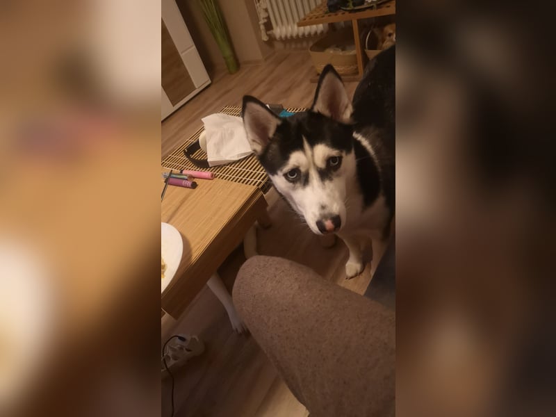 Luna und Shadow suchen dringend ein neues Zuhause