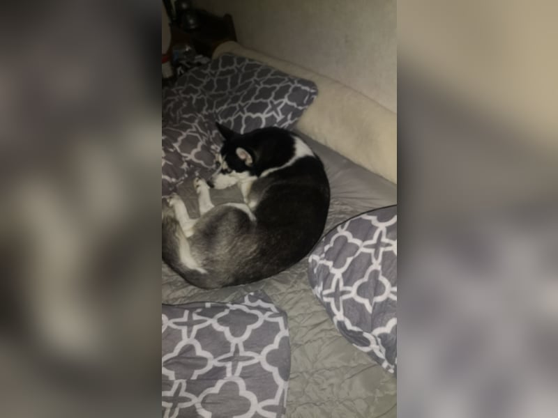 Luna und Shadow suchen dringend ein neues Zuhause