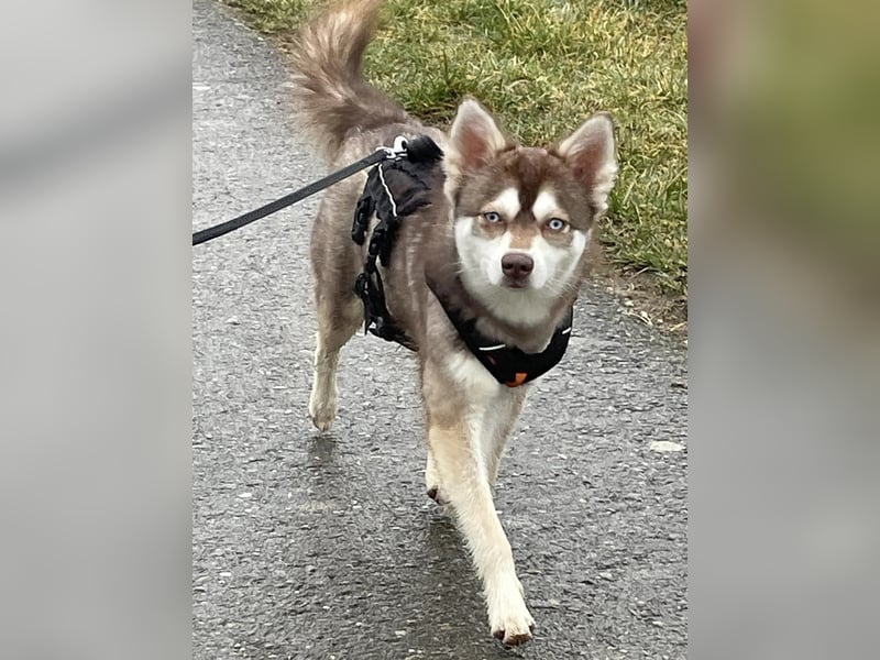 3-jähriger, roter Alaskan Klee Kai Rüde mit blauen Augen sucht liebevolles Zuhause