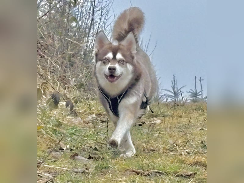 3-jähriger, roter Alaskan Klee Kai Rüde mit blauen Augen sucht liebevolles Zuhause