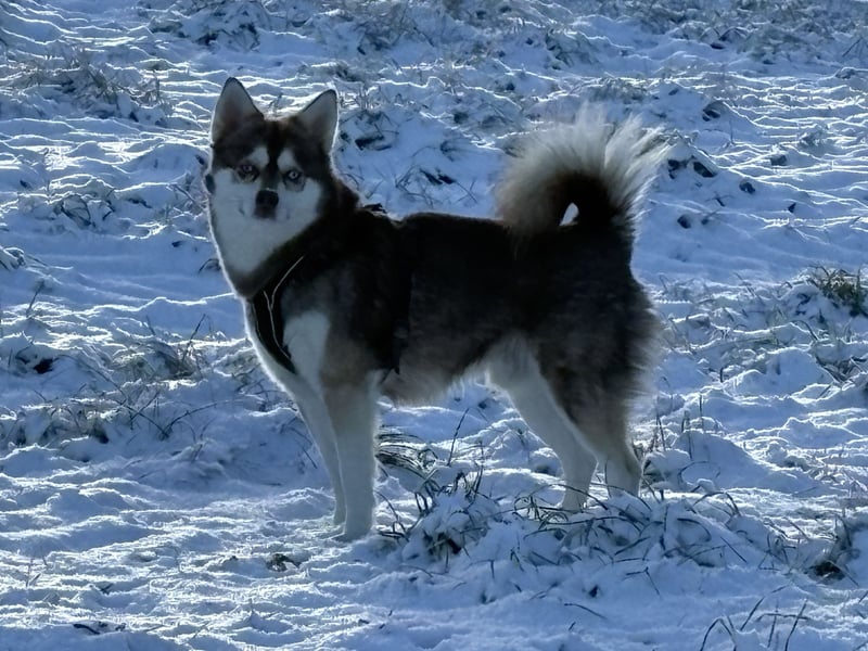 3-jähriger, roter Alaskan Klee Kai Rüde mit blauen Augen sucht liebevolles Zuhause