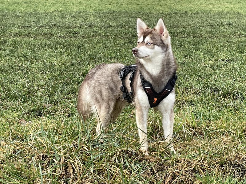 3-jähriger, roter Alaskan Klee Kai Rüde mit blauen Augen sucht liebevolles Zuhause