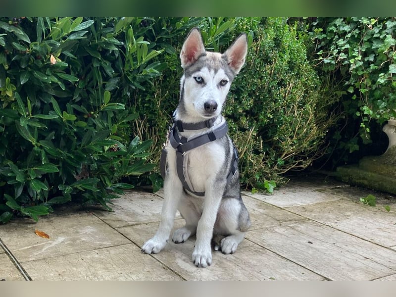 Bon - verspielter Welpe - Tierhilfe Franken e.V.