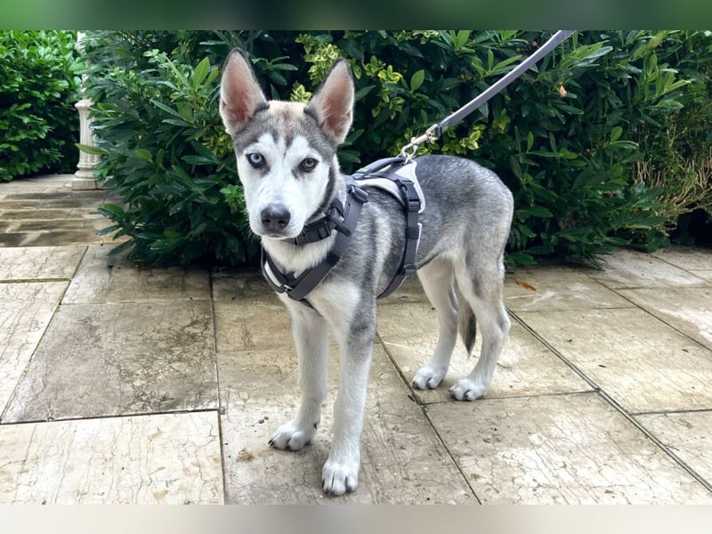 Bon - verspielter Welpe - Tierhilfe Franken e.V.