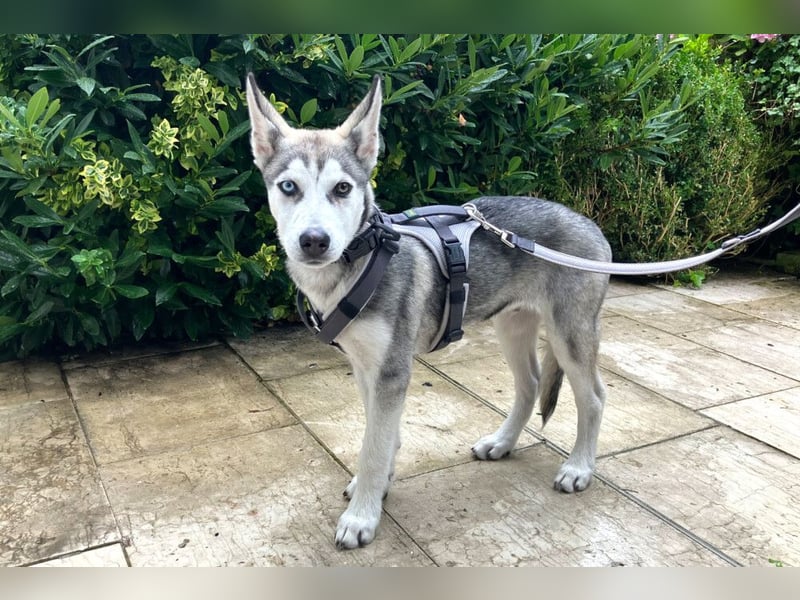 Bon - verspielter Welpe - Tierhilfe Franken e.V.