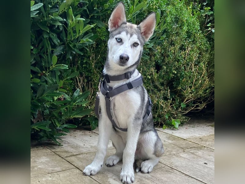 Bon - verspielter Welpe - Tierhilfe Franken e.V.