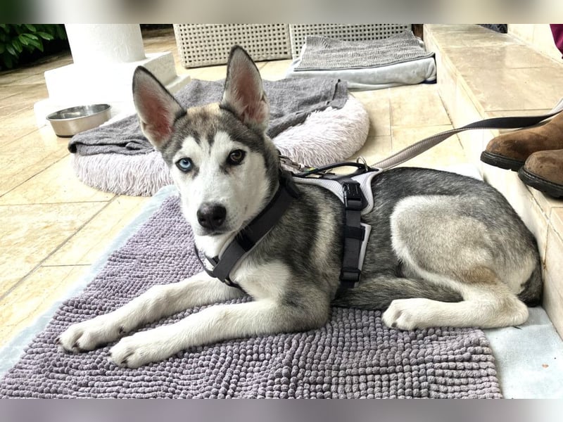 Bon - verspielter Welpe - Tierhilfe Franken e.V.