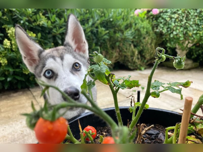 Bon - verspielter Welpe - Tierhilfe Franken e.V.