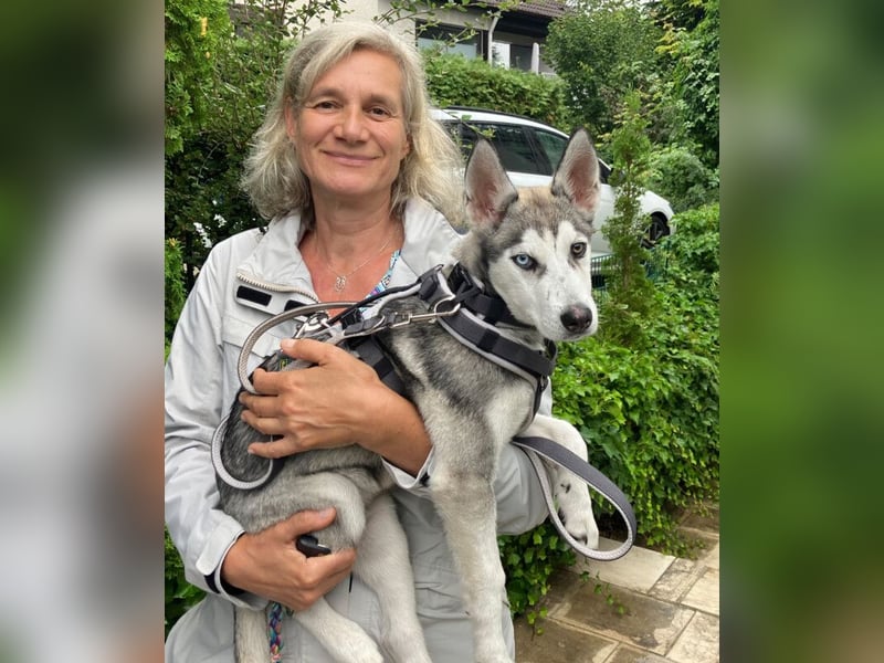 Bon - verspielter Welpe - Tierhilfe Franken e.V.