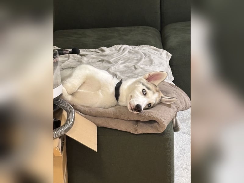 Siberian Husky Hündin