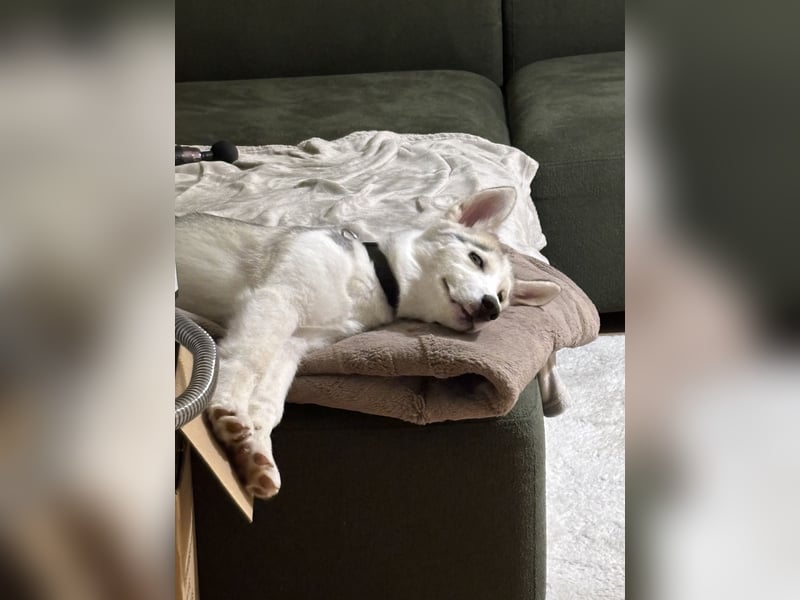 Siberian Husky Hündin