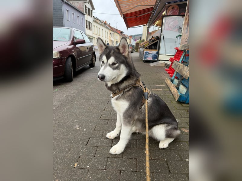 Junger Husky-Malamute Rüde Pablo sucht neues zuhause