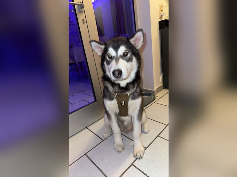 Junger Husky-Malamute Rüde Pablo sucht neues zuhause