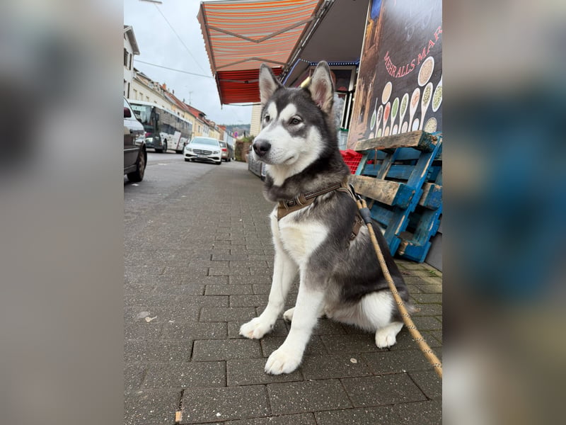 Junger Husky-Malamute Rüde Pablo sucht neues zuhause
