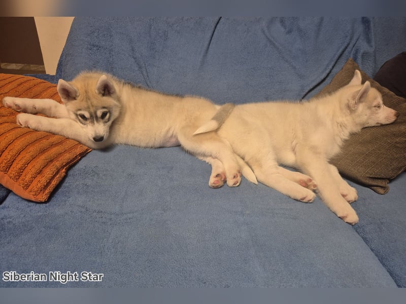 Siberian husky puppies