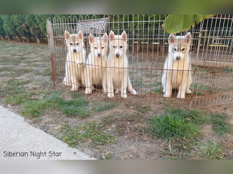 Siberian husky puppies