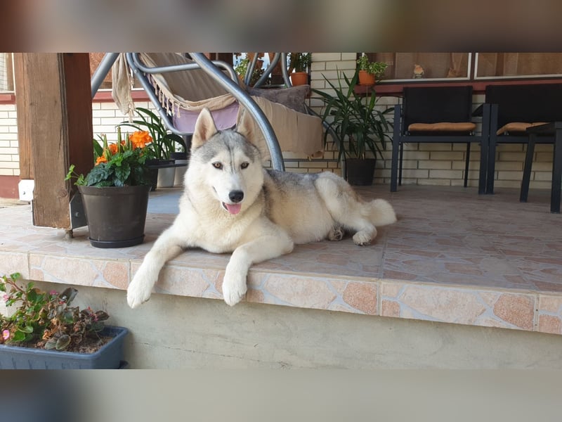 Siberian husky puppies