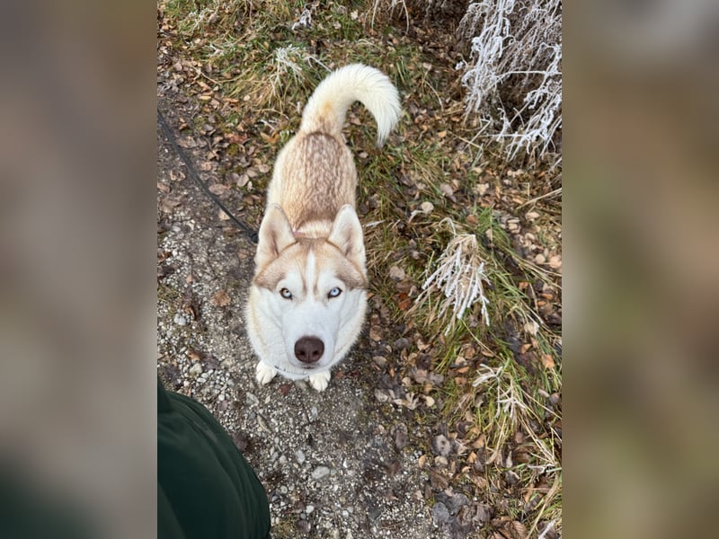 Sibirische Husky Hündin 2,5 Jahre
