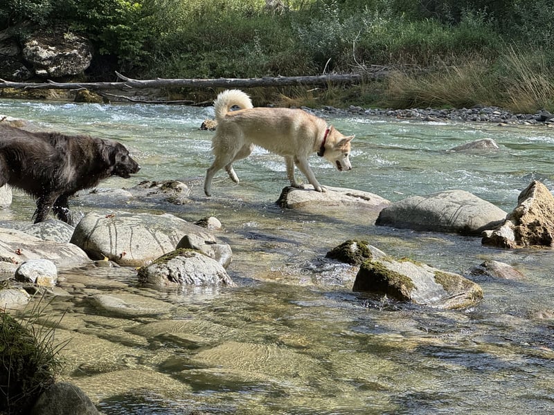 Sibirische Husky Hündin 2,5 Jahre