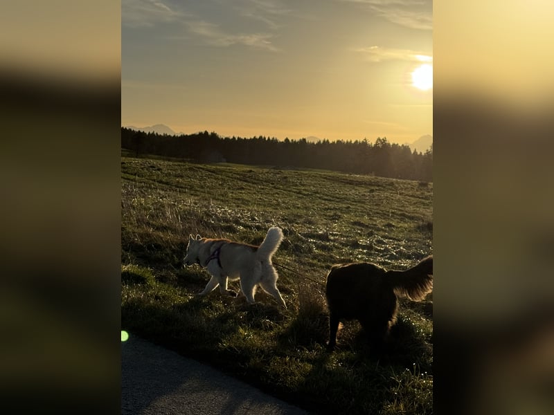 Sibirische Husky Hündin 2,5 Jahre