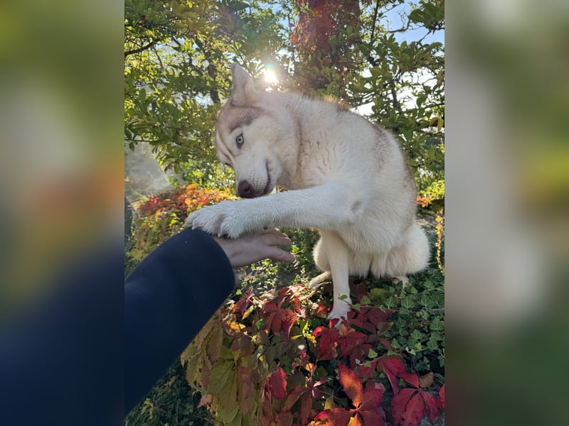 Sibirische Husky Hündin 2,5 Jahre