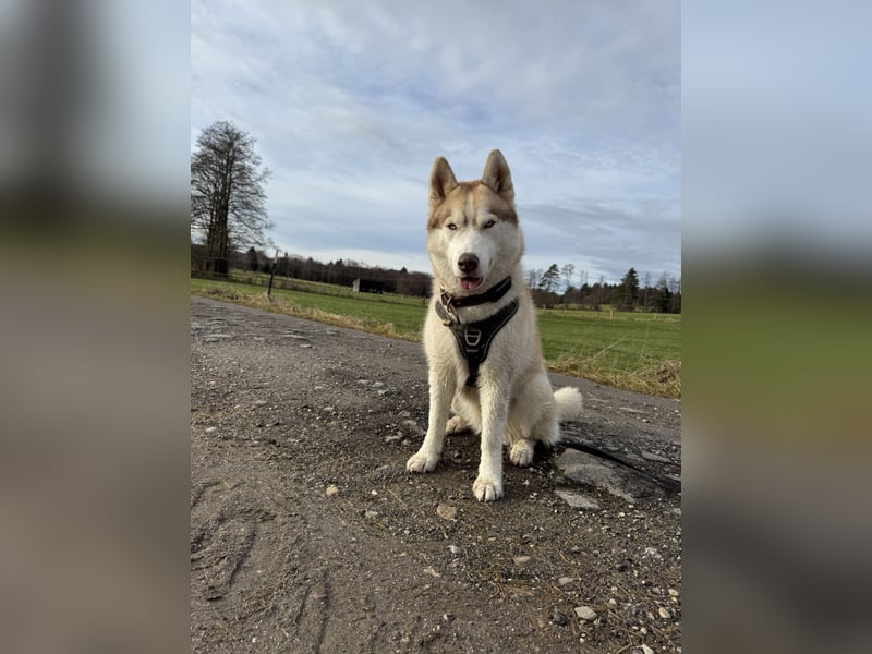 Sibirische Husky Hündin 2,5 Jahre