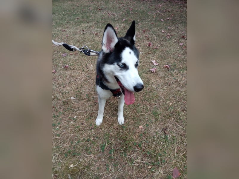Husky Hündin