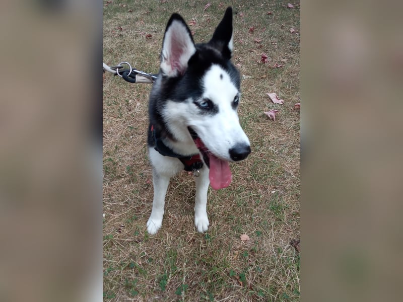 Sybirien Husky