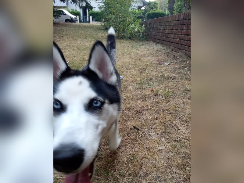 Sybirien Husky