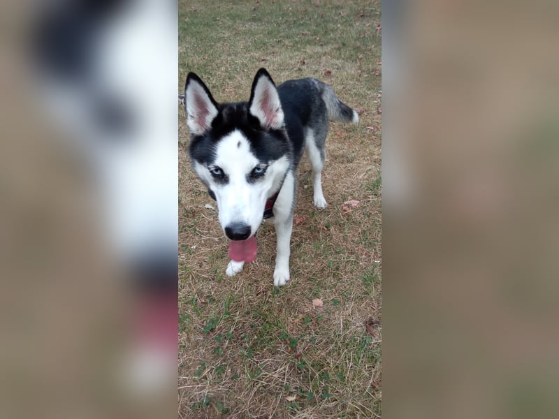 Husky Hündin