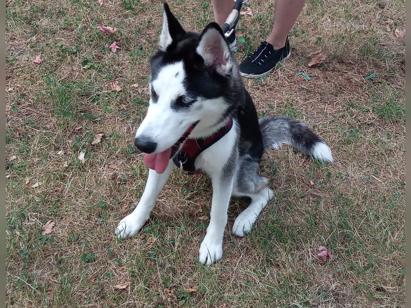 Sybirien Husky