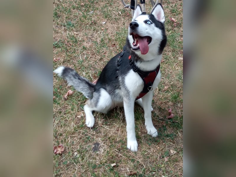 Husky Hündin