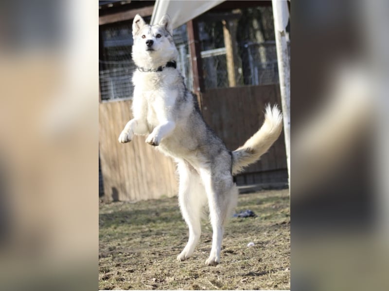 Aurora sucht ein neues