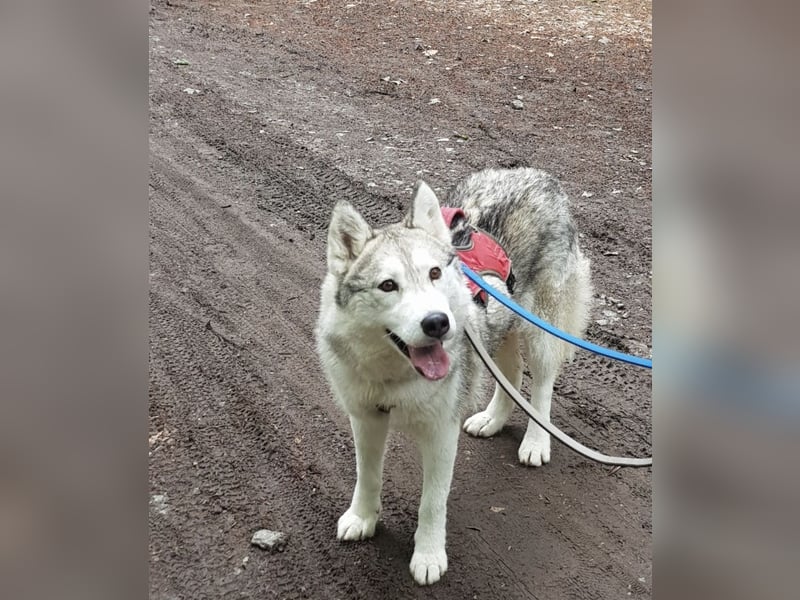 Aurora sucht ein neues