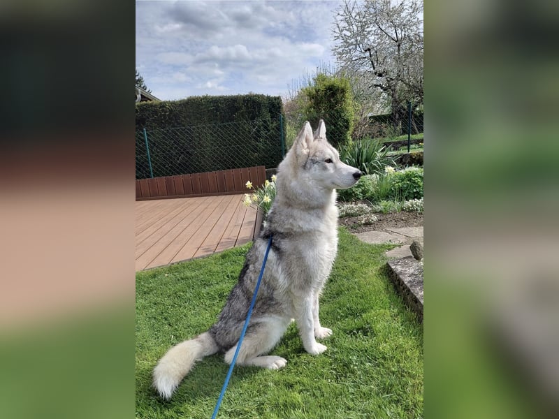Aurora sucht ein neues