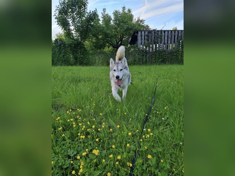 Aurora sucht ein neues
