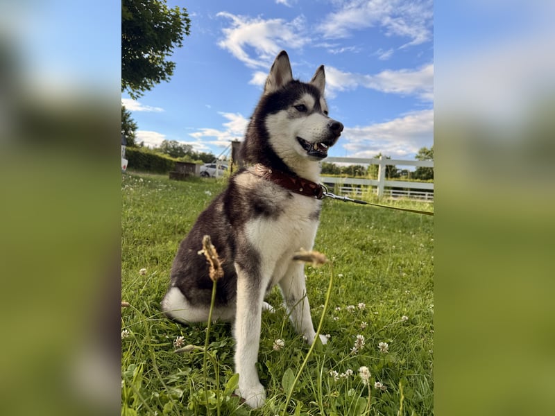 Husky-Hündin, 9 Jahre, sucht liebevolles Zuhause