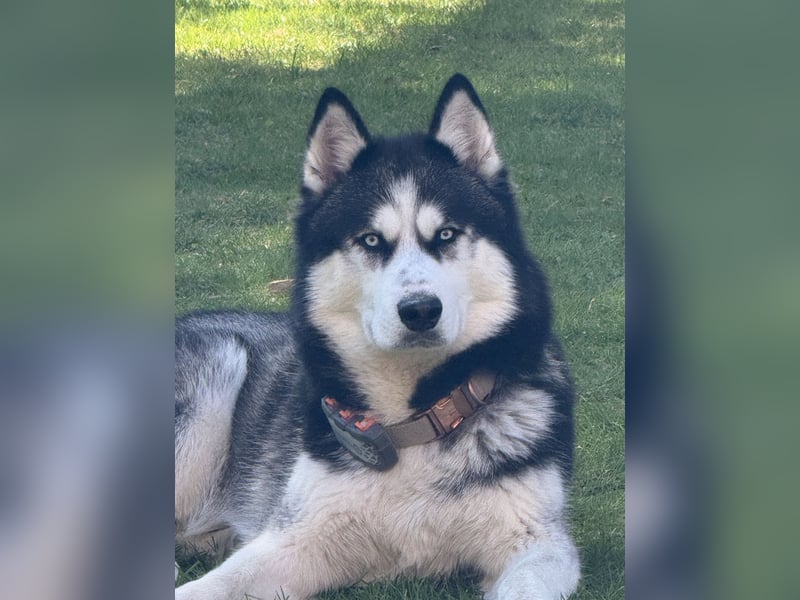 Sibirische Husky