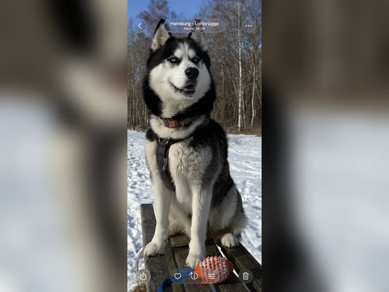 Sibirische Husky