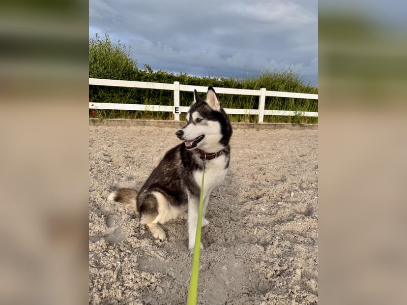 Husky-Hündin, 9 Jahre, sucht liebevolles Zuhause