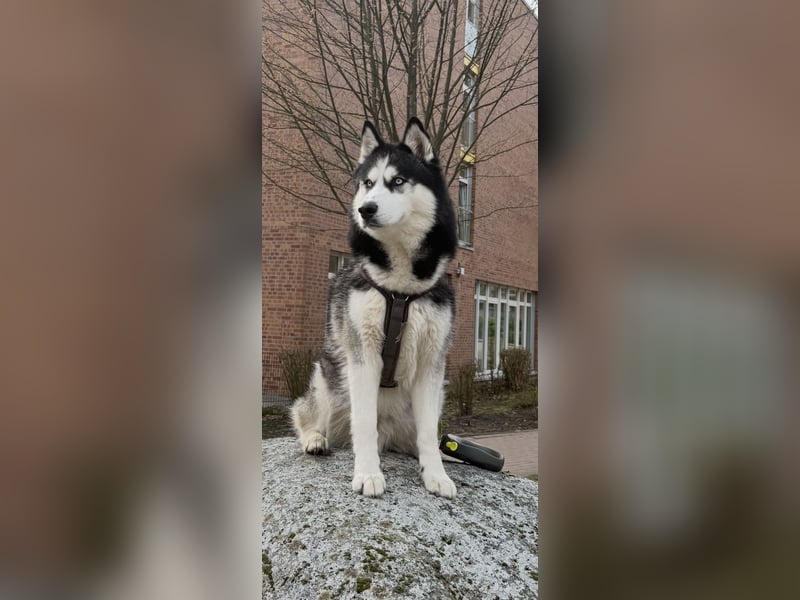 Sibirische Husky