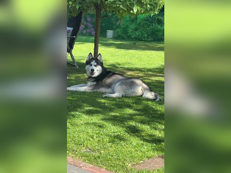 Sibirische Husky