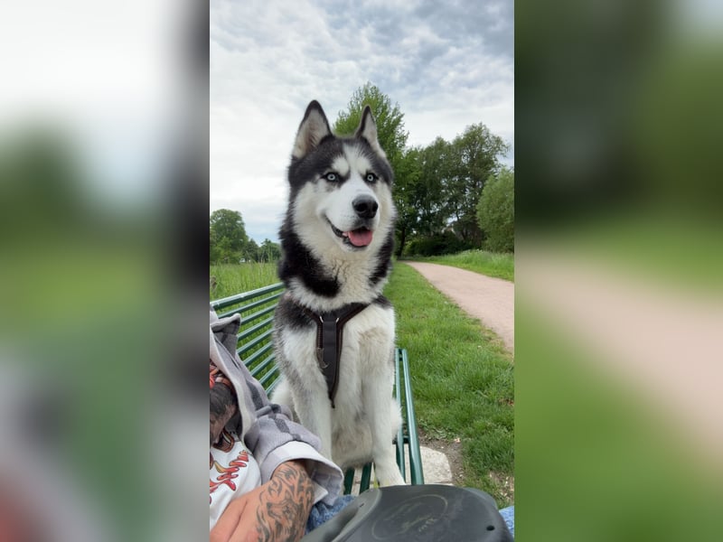 Sibirische Husky