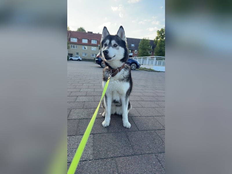 Husky-Hündin, 9 Jahre, sucht liebevolles Zuhause